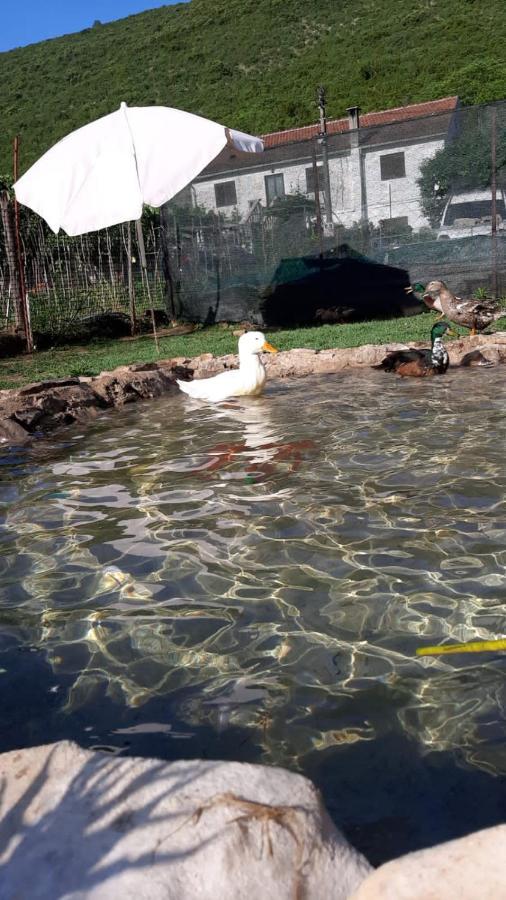 Ban Apartmani Budva Dış mekan fotoğraf